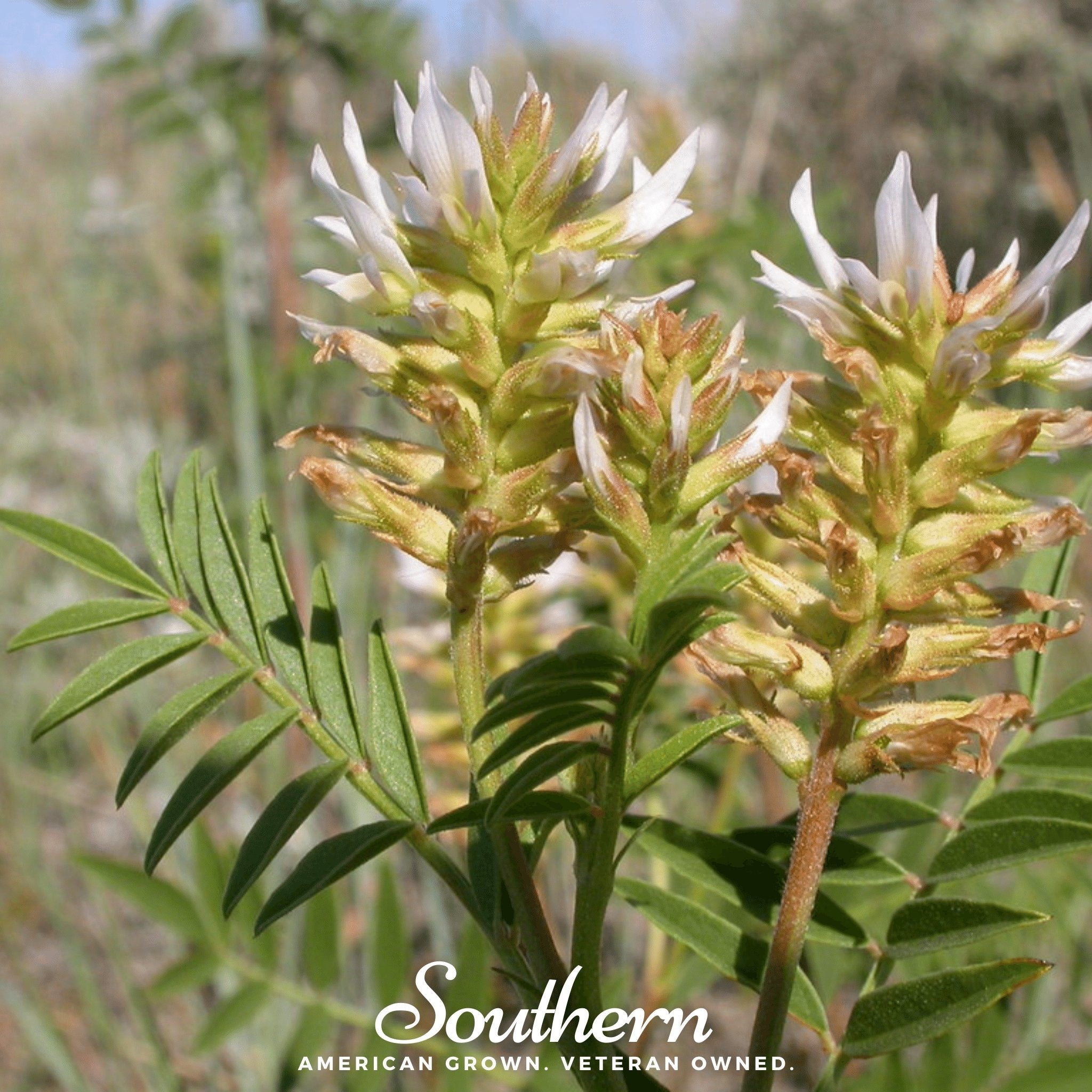 Licorice, American - Wild (Glycyrrhiza lepidota) - 40 Seeds | Seed Therapy – Heirloom Garden Seeds