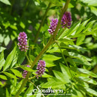 Licorice (Glycyrrhiza glabra) - 20 Seeds | Seed Therapy – Heirloom Garden Seeds