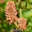 Licorice (Glycyrrhiza glabra) - 20 Seeds | Seed Therapy – Heirloom Garden Seeds