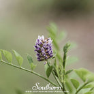 Licorice (Glycyrrhiza glabra) - 20 Seeds | Seed Therapy – Heirloom Garden Seeds