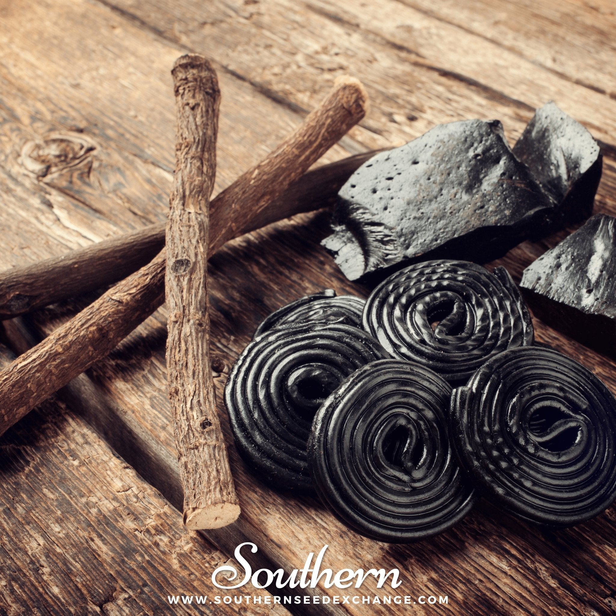 Licorice (Glycyrrhiza glabra) - 20 Seeds | Seed Therapy – Heirloom Garden Seeds