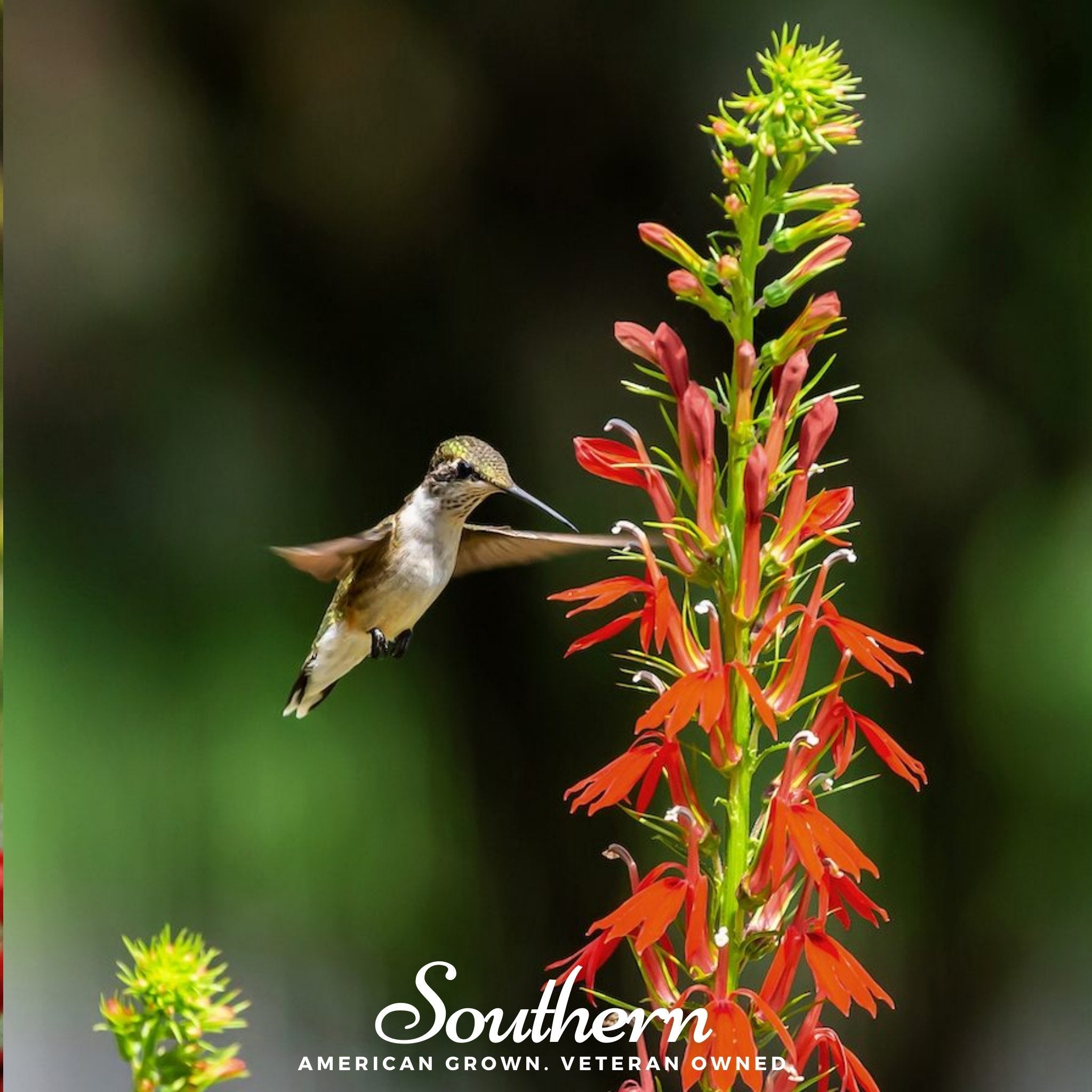 Cardinal Flower Lobelia  250 Seeds