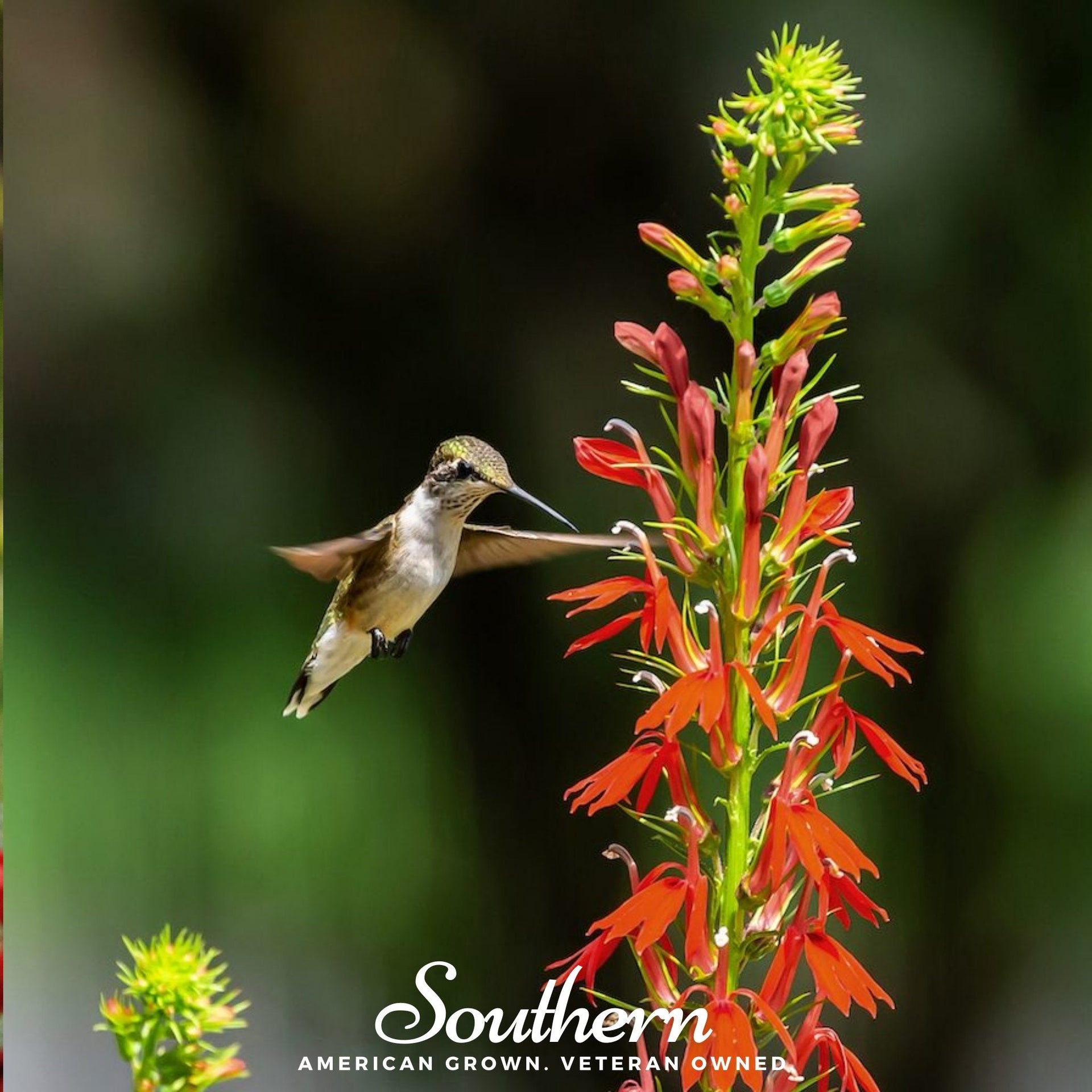 cardinal plant seeds Lobelia, Cardinal Flower (Lobelia cardinalis) - 250 Seeds