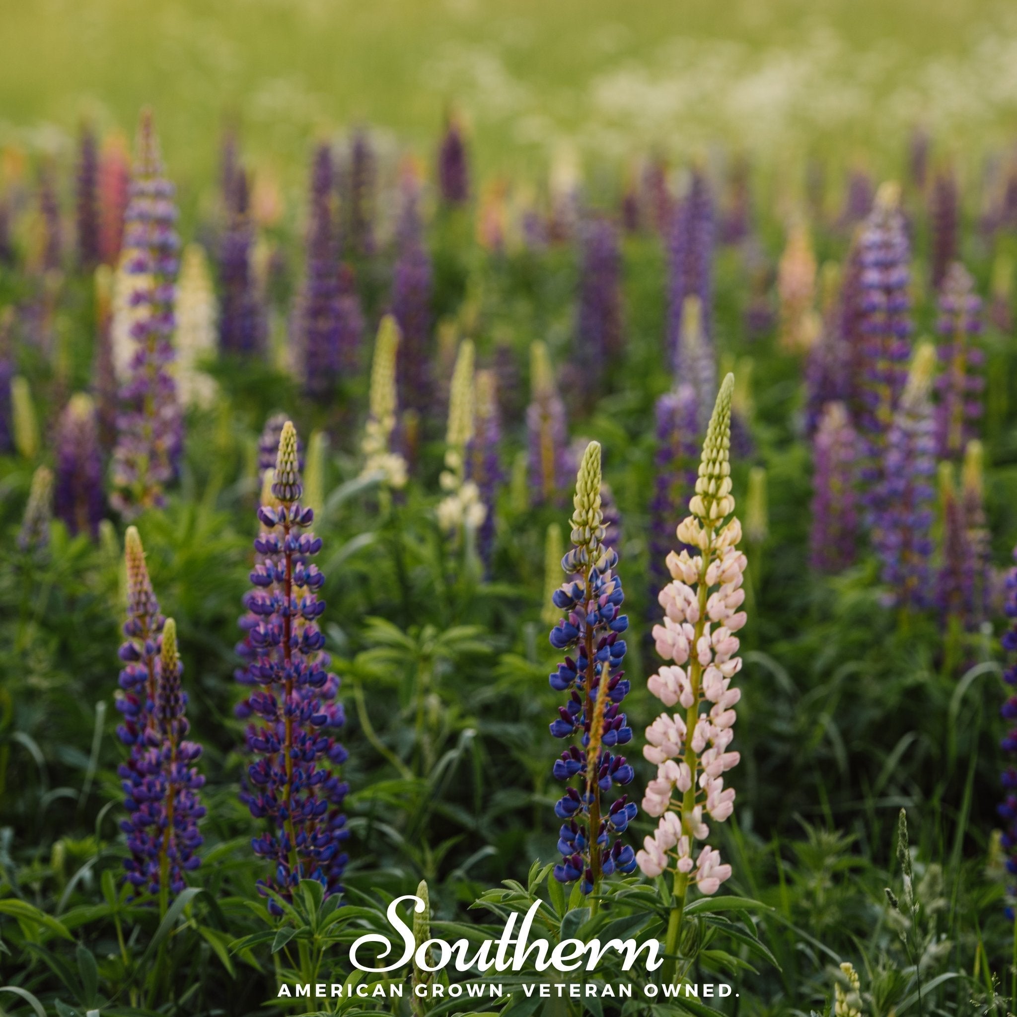 plant lupines Lupine, Perennial (Lupinus perennis) - 50 Seeds