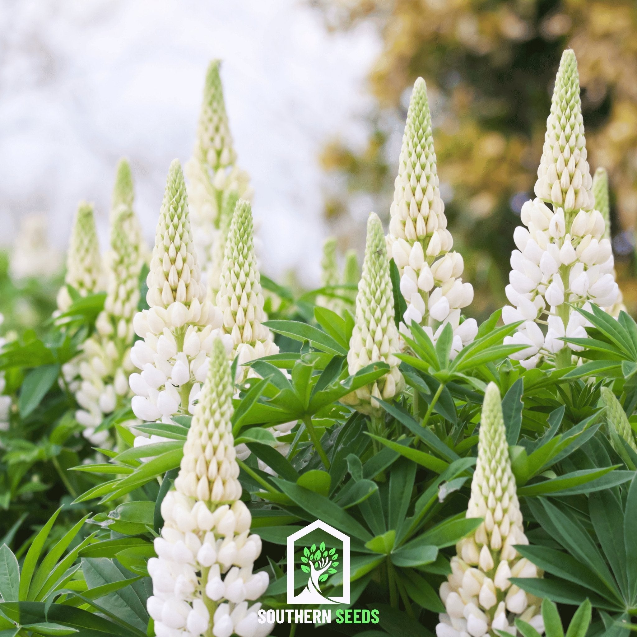 planting lupin seeds Lupine Russell, Noble Maiden (Lupinus polyphyllus) - 50 Seeds