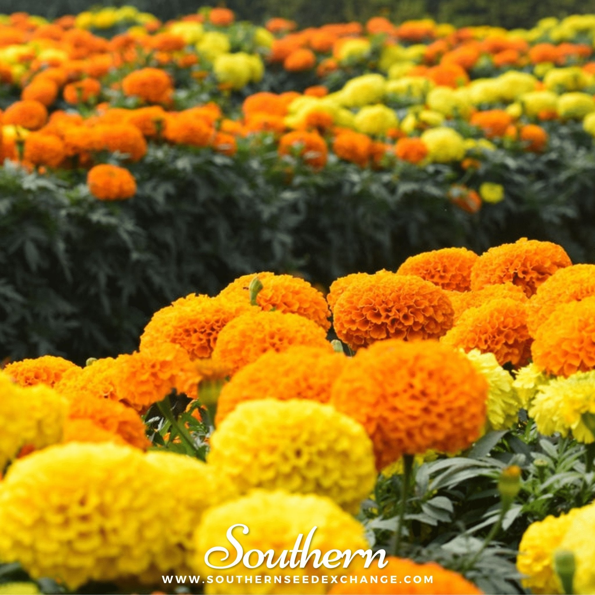 Marigold, Petite French (Tagetes patula) - 100 Seeds | Seed Therapy – Heirloom Garden Seeds