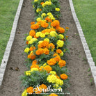 Marigold, Petite French (Tagetes patula) - 100 Seeds | Seed Therapy – Heirloom Garden Seeds