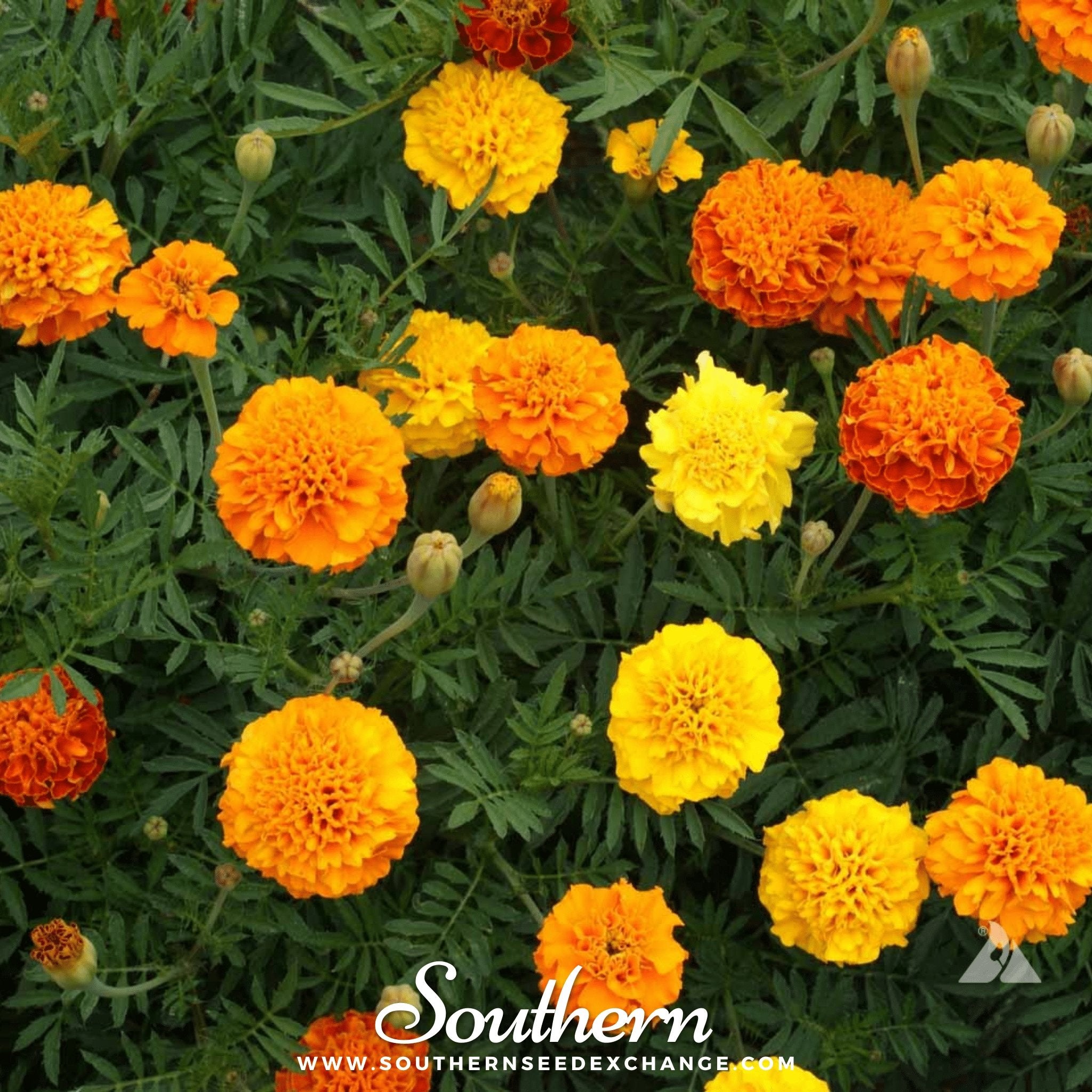 Marigold, Petite French (Tagetes patula) - 100 Seeds | Seed Therapy – Heirloom Garden Seeds