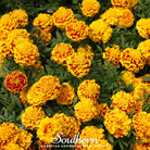 Marigold, Sparky French (Tagetes patula) - 100 Seeds | Seed Therapy – Heirloom Garden Seeds
