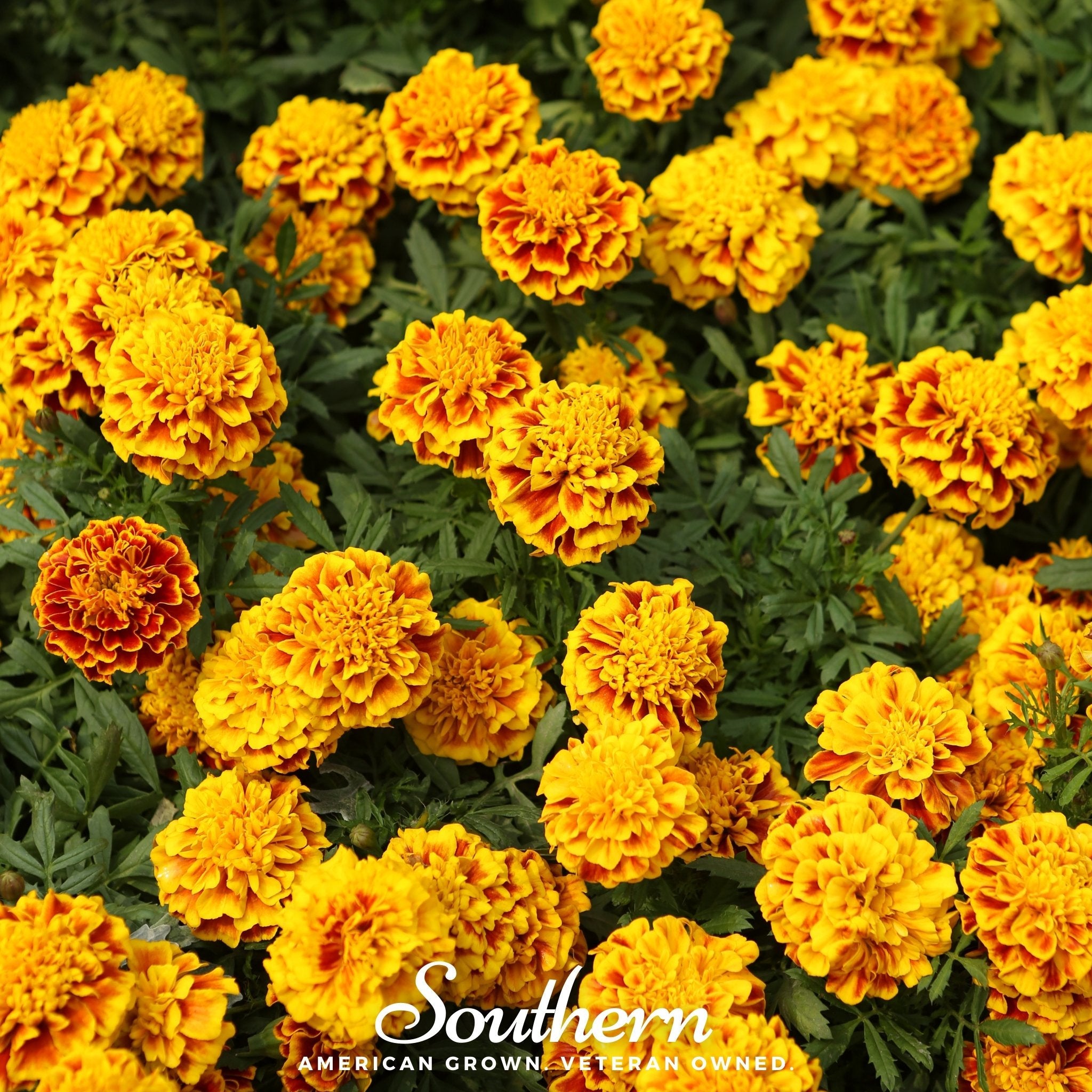 Marigold, Sparky French (Tagetes patula) - 100 Seeds | Seed Therapy – Heirloom Garden Seeds