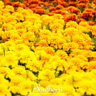 Marigold, Sparky French (Tagetes patula) - 100 Seeds | Seed Therapy – Heirloom Garden Seeds