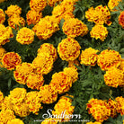 Marigold, Sparky French (Tagetes patula) - 100 Seeds | Seed Therapy – Heirloom Garden Seeds