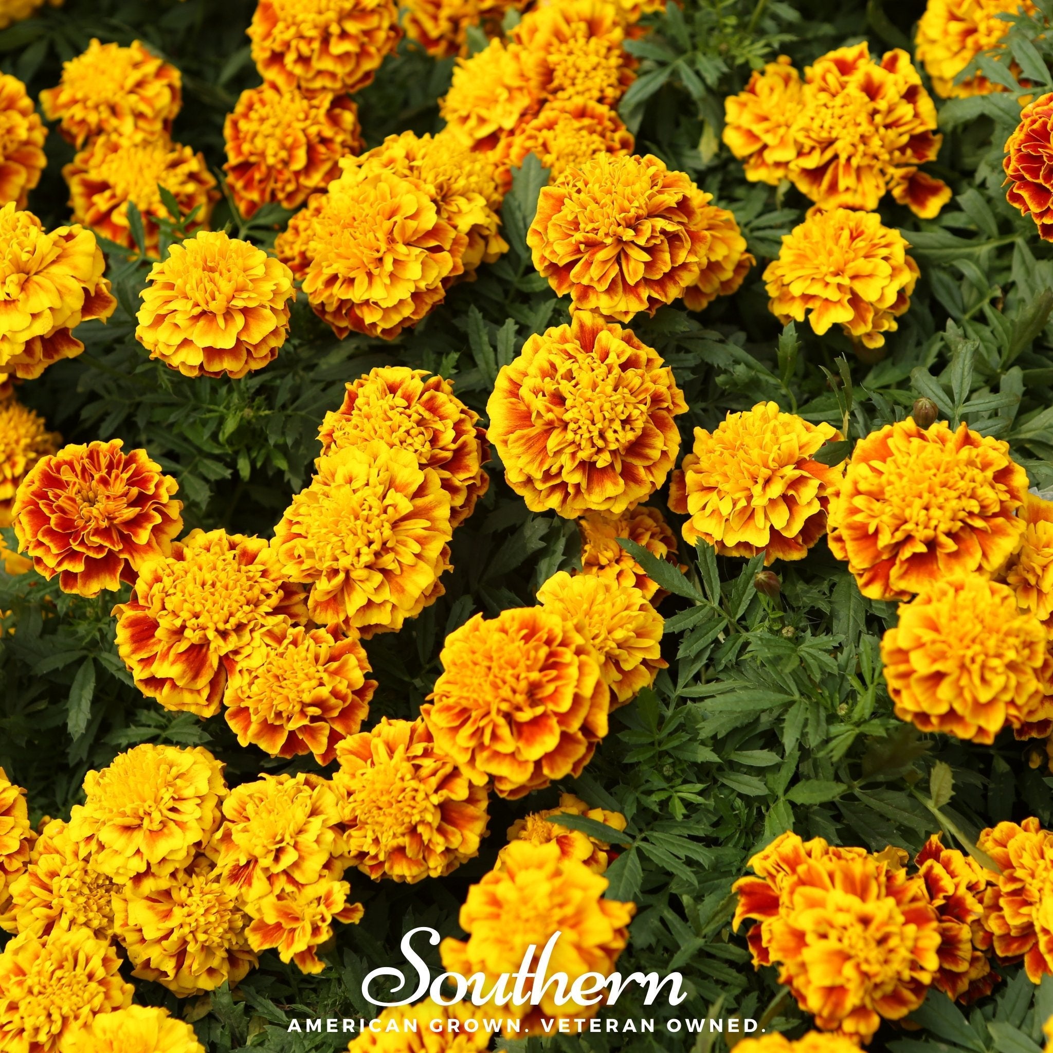 Marigold, Sparky French (Tagetes patula) - 100 Seeds | Seed Therapy – Heirloom Garden Seeds