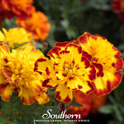 Marigold, Sparky French (Tagetes patula) - 100 Seeds | Seed Therapy – Heirloom Garden Seeds