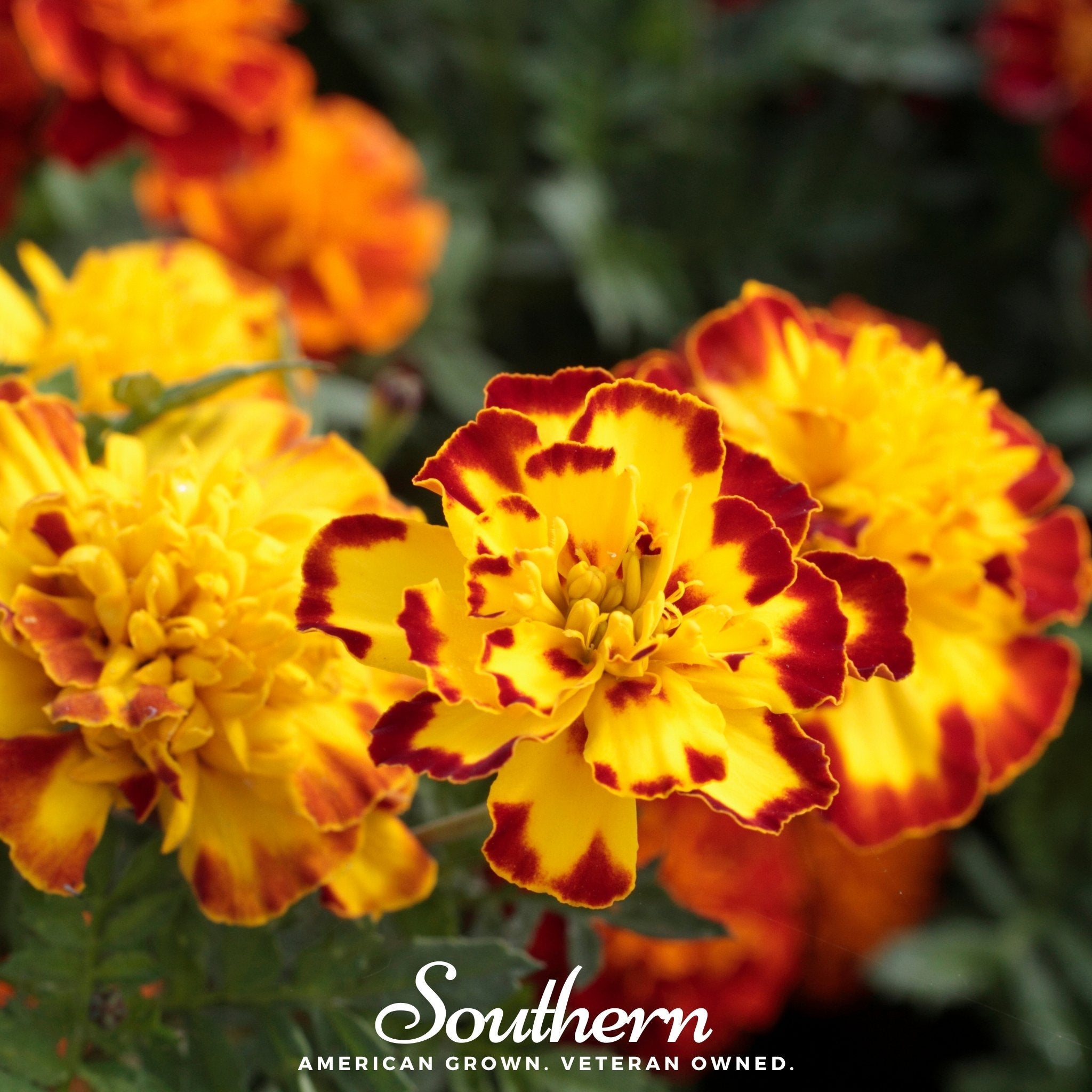 Marigold, Sparky French (Tagetes patula) - 100 Seeds | Seed Therapy – Heirloom Garden Seeds