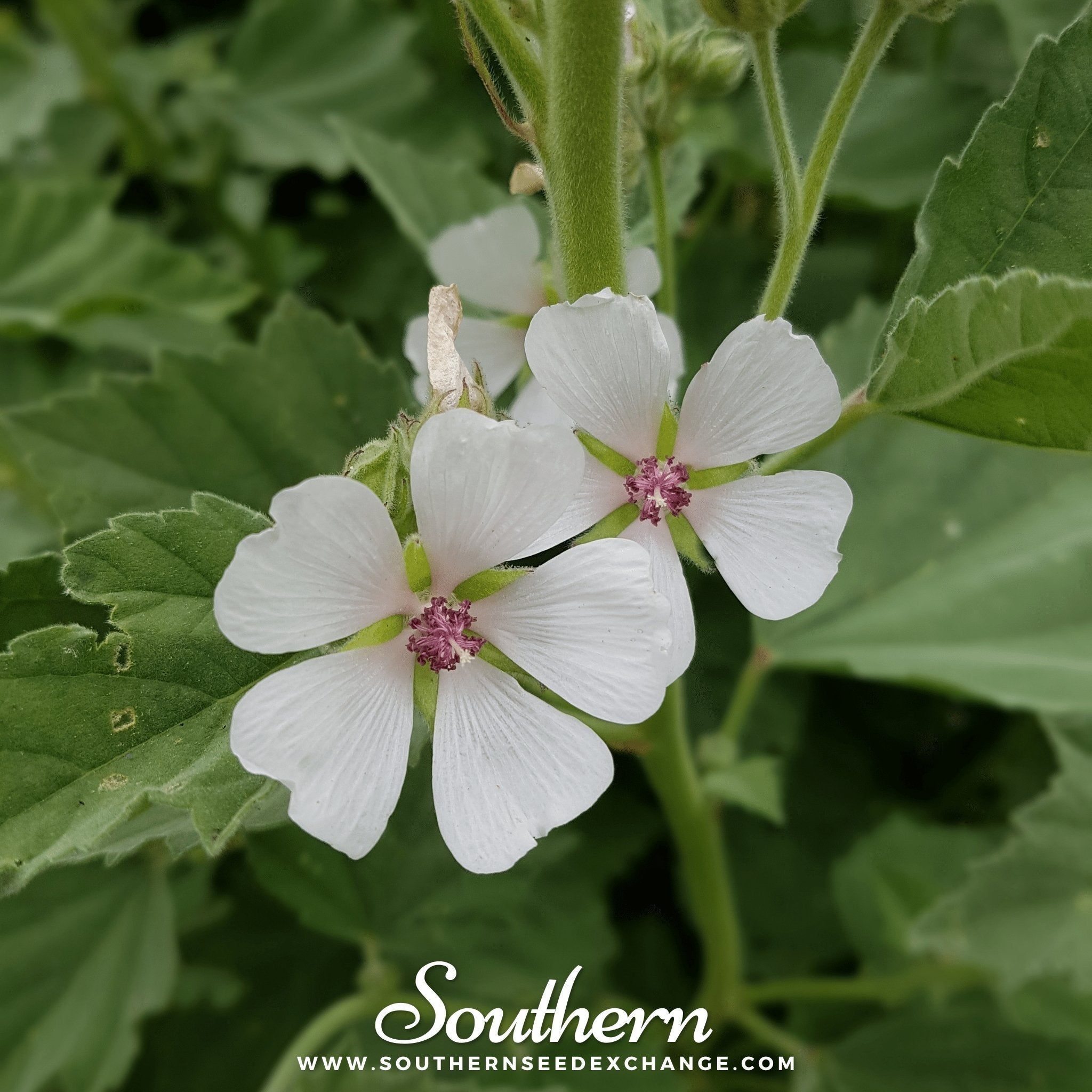 marshmallow plant seeds Marshmallow – 50 Seeds
