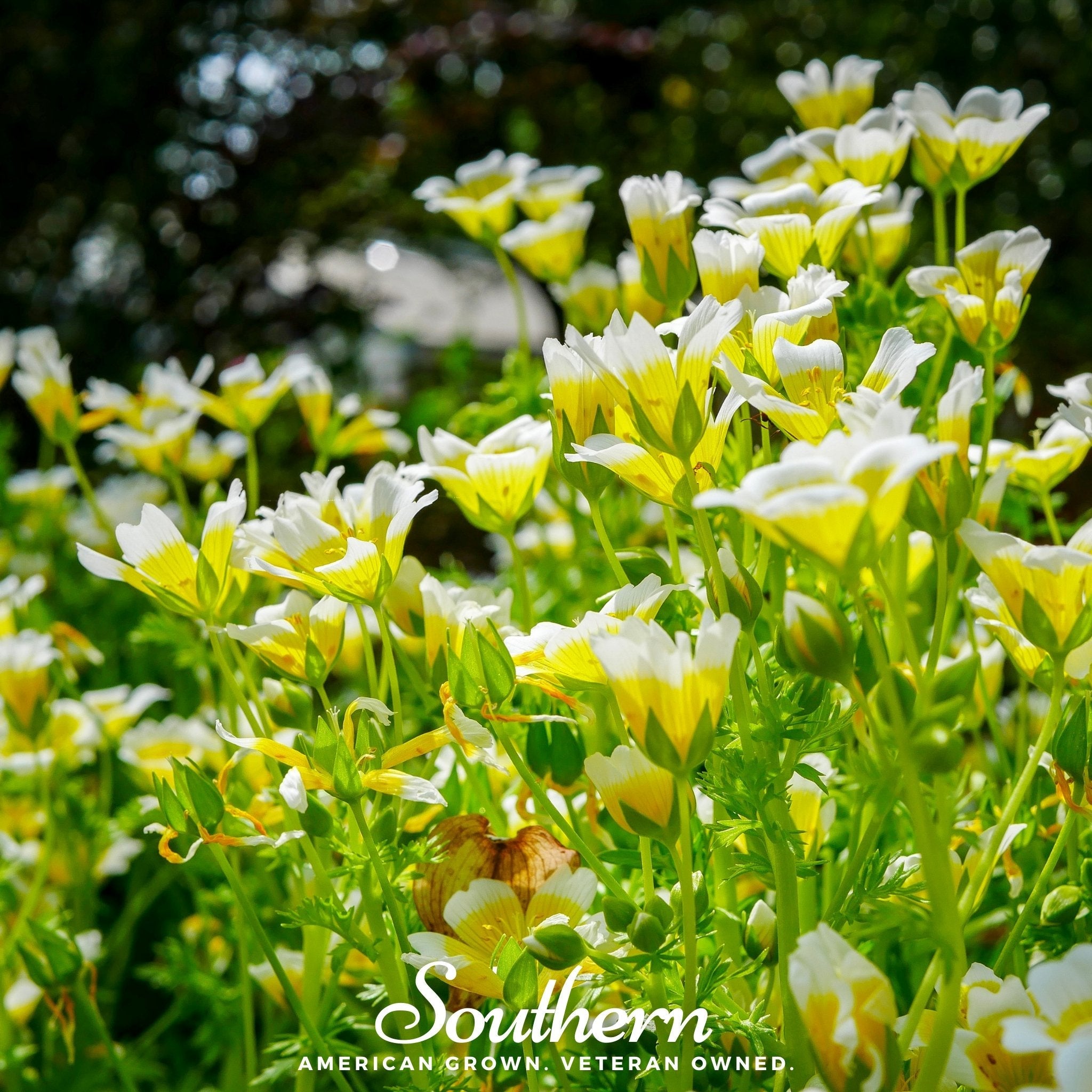 Meadowfoam - Poached Egg Plant (Limnanthes douglasii) - 50 Seeds | Seed Therapy – Heirloom Garden Seeds