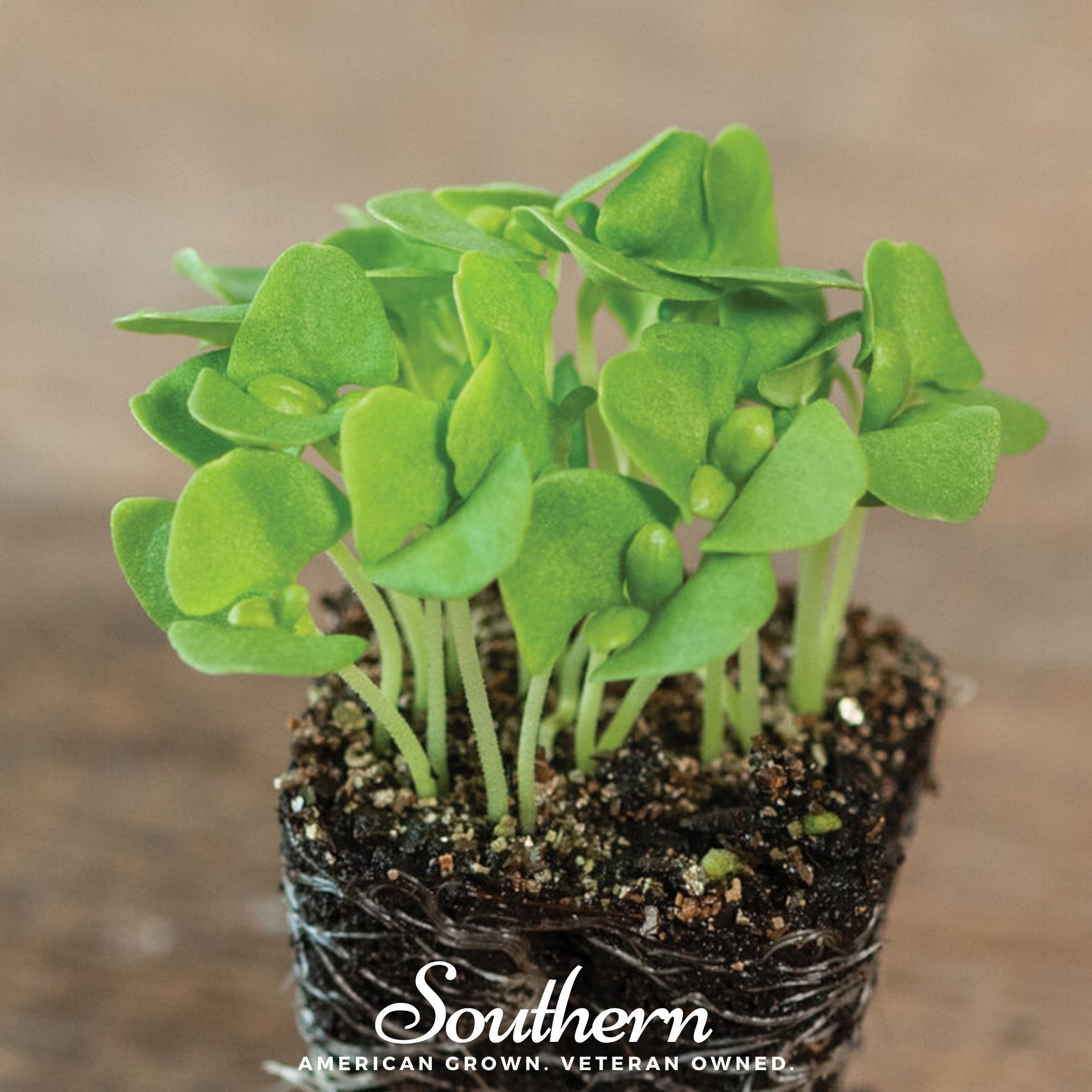 Microgreen, Basil Genovese (Ocimum basilicum) - 8 grams - Seed