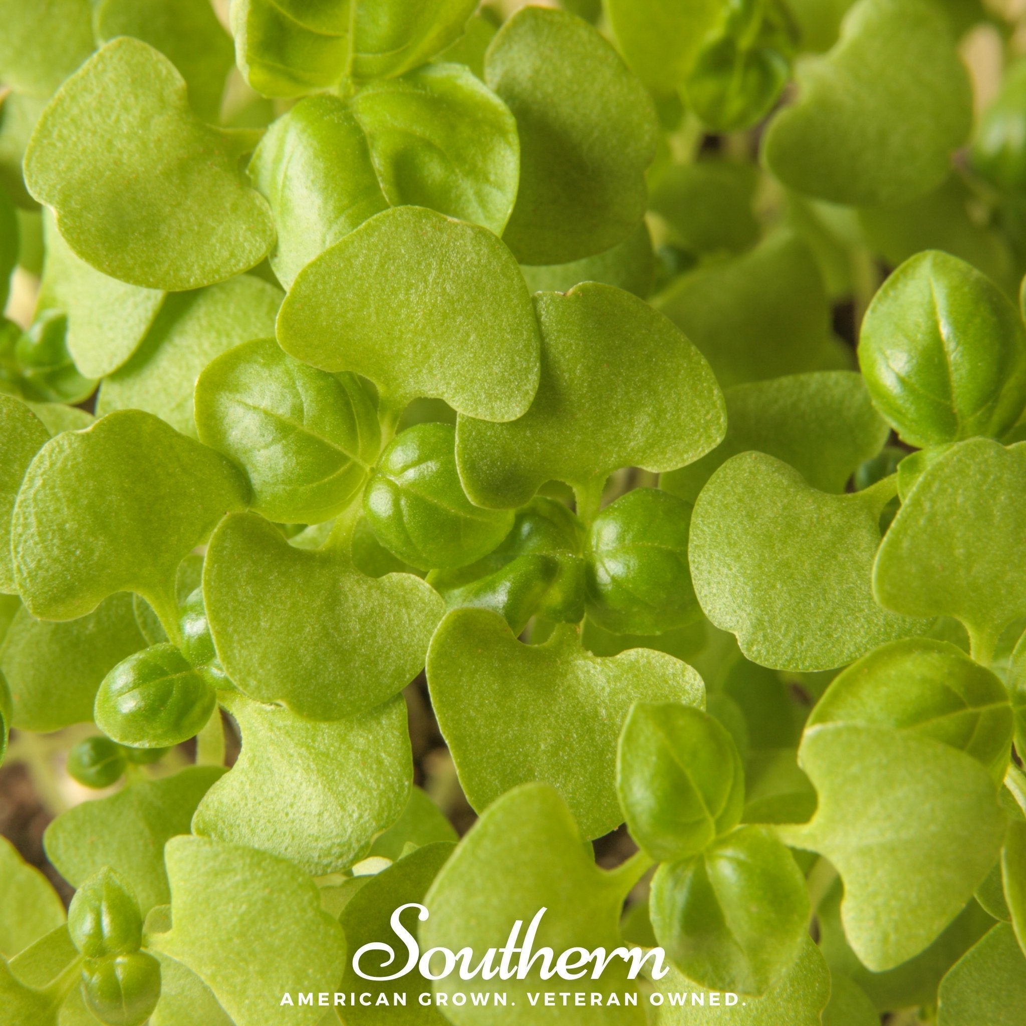Microgreen, Basil Genovese (Ocimum basilicum) - 8 grams - Seed