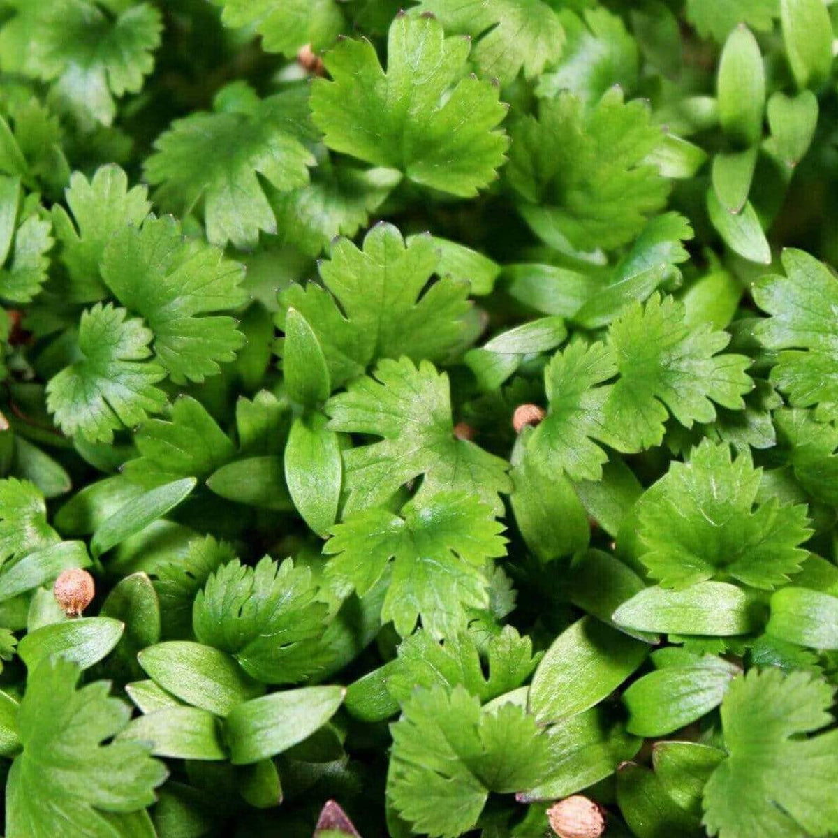 Microgreen, Cilantro (Coriandrum sativum) - 10 grams - Seed Therapy ...
