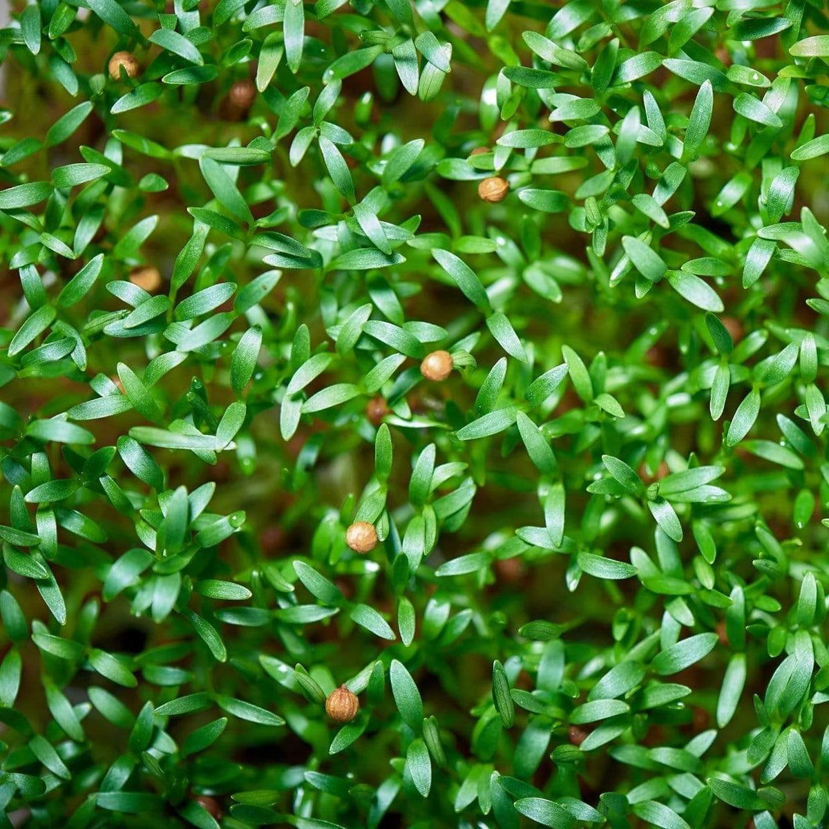Microgreen, Cilantro (Coriandrum sativum) - 10 grams - Seed Therapy ...