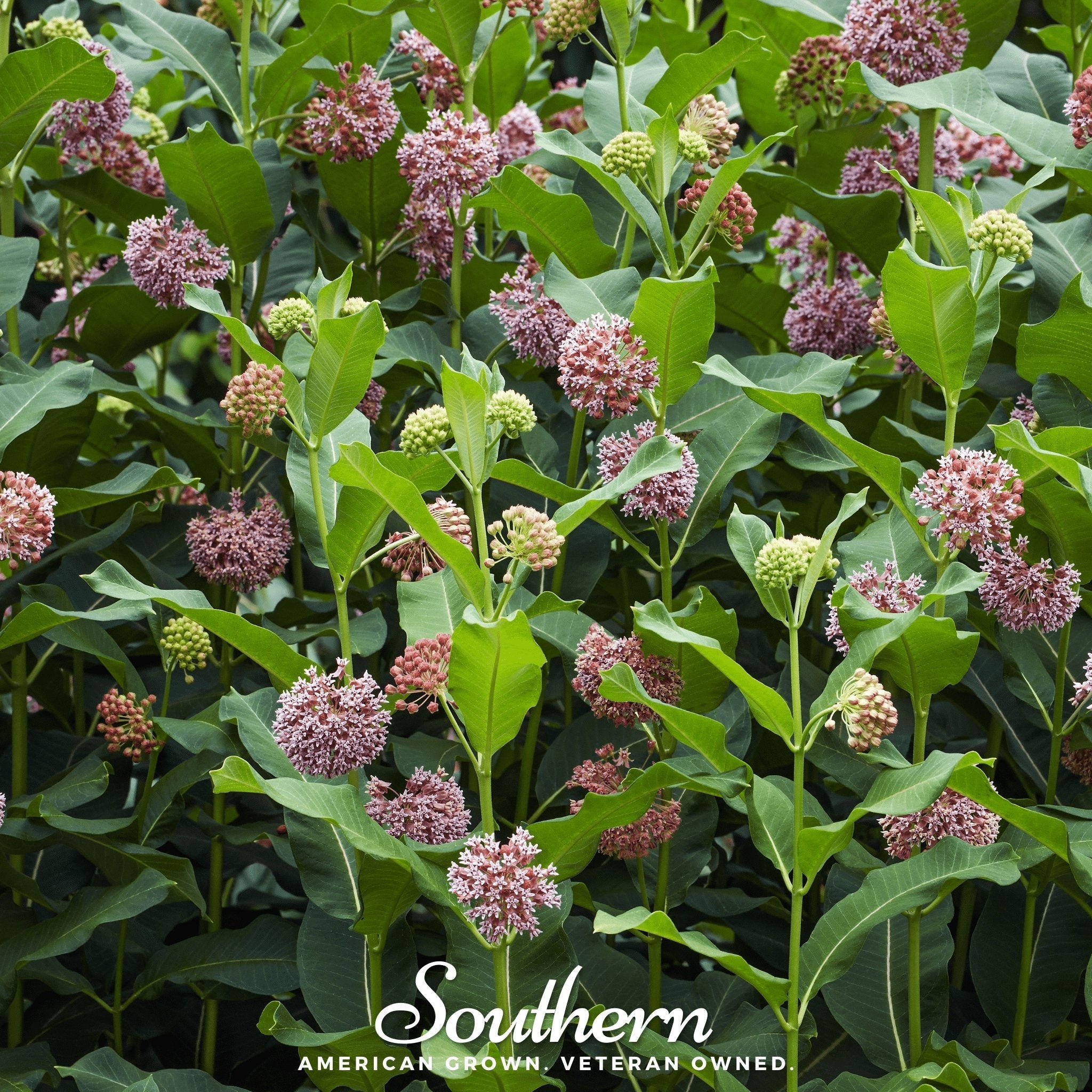 Hundredfold Common Milkweed Native Wild Flower 10 Grams Seeds