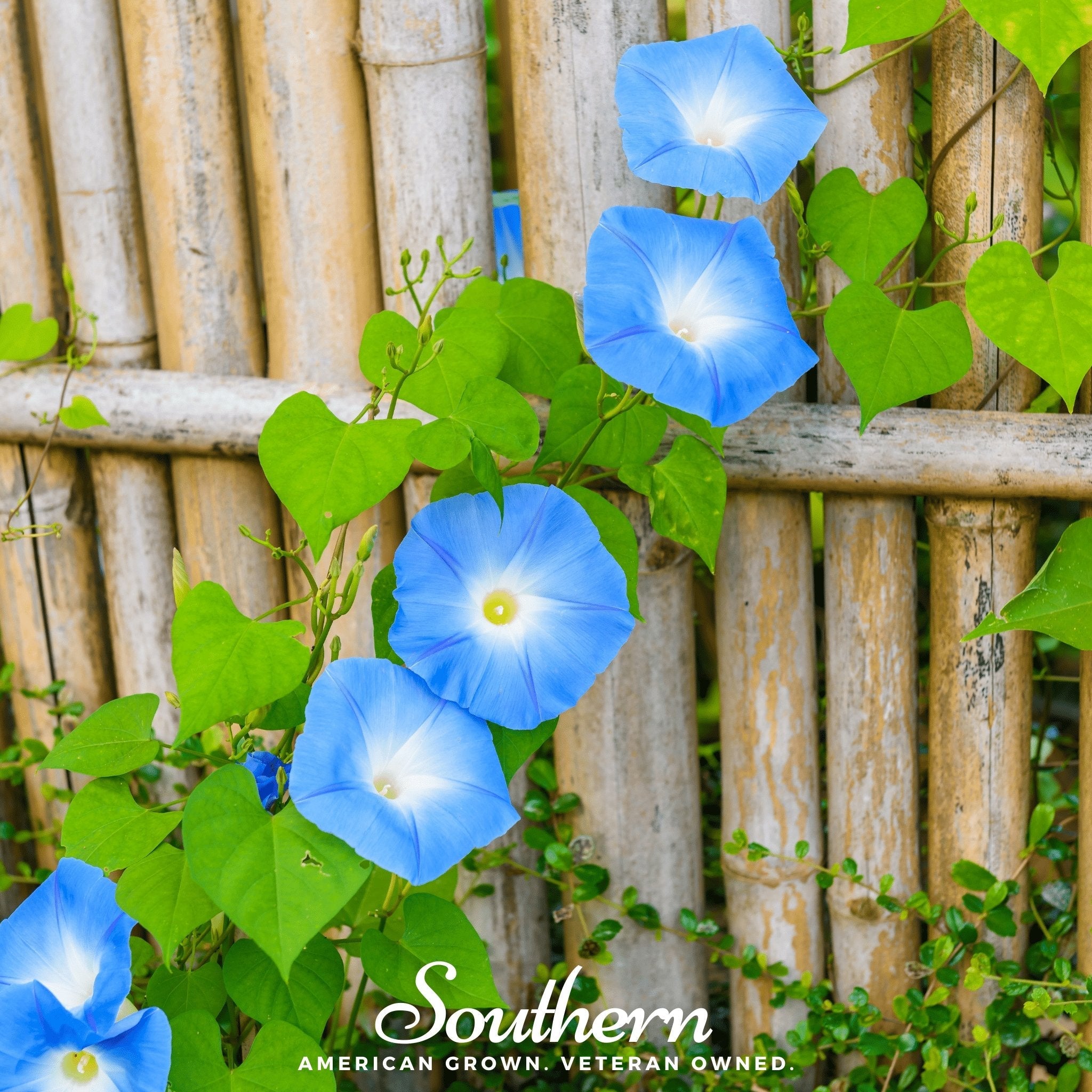 Morning Glory, Heavenly Blue (Ipomoea tricolor) - 50 Seeds | Seed Therapy – Heirloom Garden Seeds