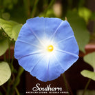 Morning Glory, Heavenly Blue (Ipomoea tricolor) - 50 Seeds | Seed Therapy – Heirloom Garden Seeds