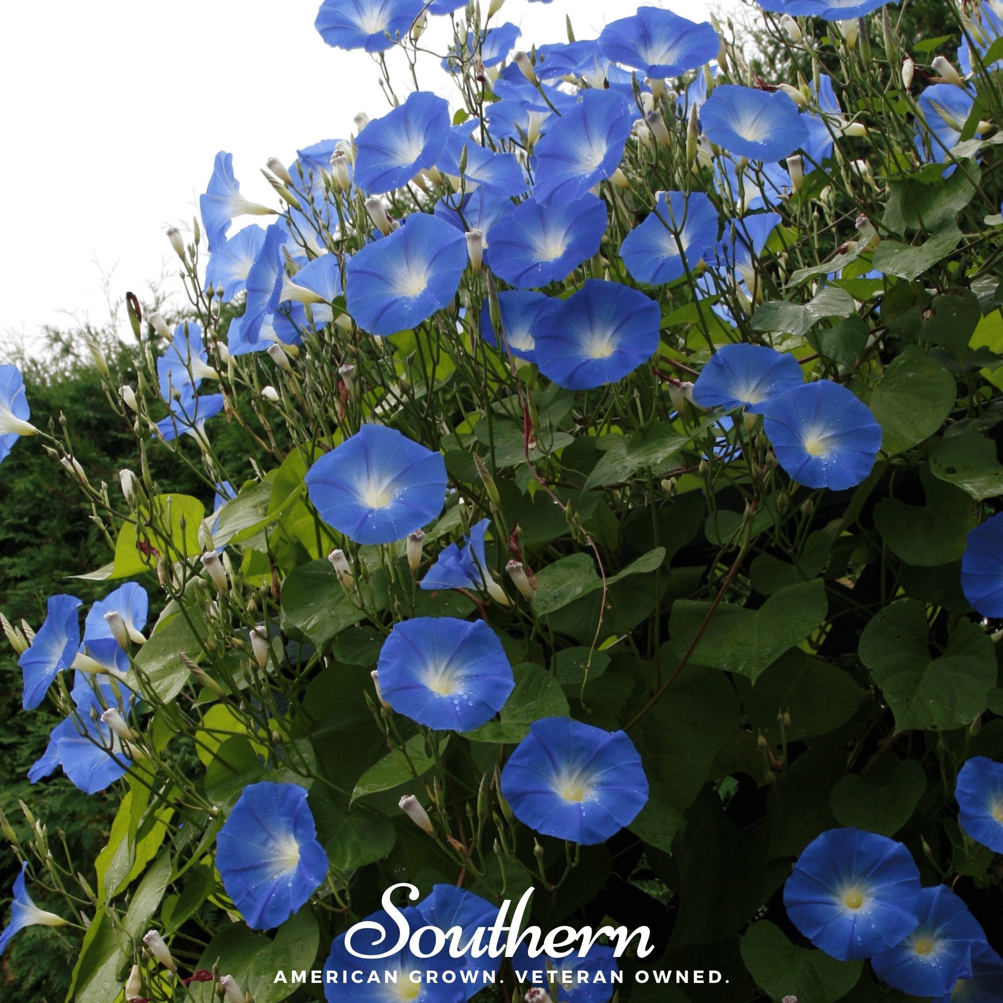 Morning Glory, Heavenly Blue (Ipomoea tricolor) - 50 Seeds | Seed Therapy – Heirloom Garden Seeds