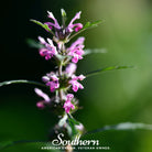 Motherwort (Leonurus Cardiaca) - 50 Seeds | Seed Therapy – Heirloom Garden Seeds