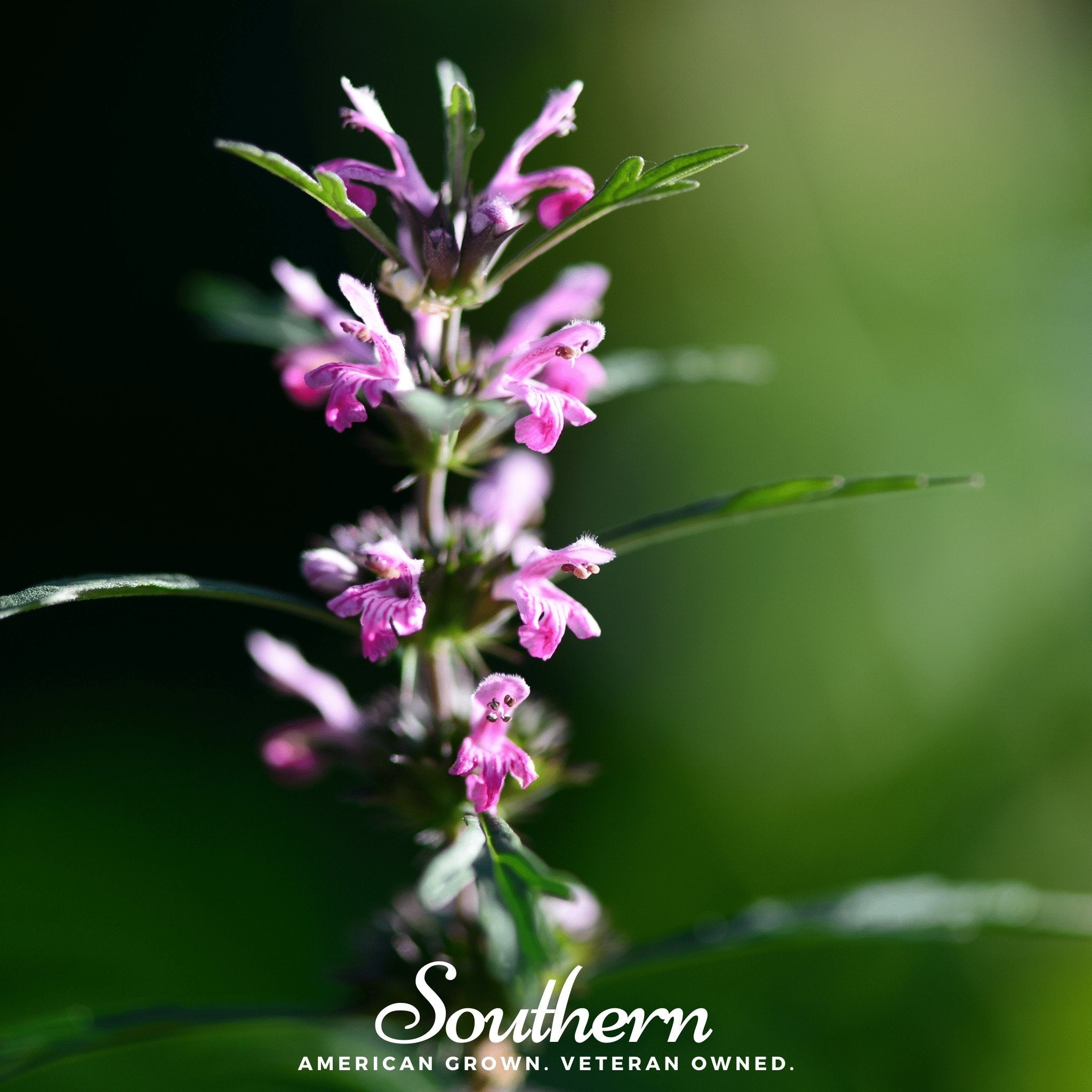 Motherwort (Leonurus Cardiaca) - 50 Seeds | Seed Therapy – Heirloom Garden Seeds