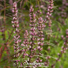 Motherwort (Leonurus Cardiaca) - 50 Seeds | Seed Therapy – Heirloom Garden Seeds