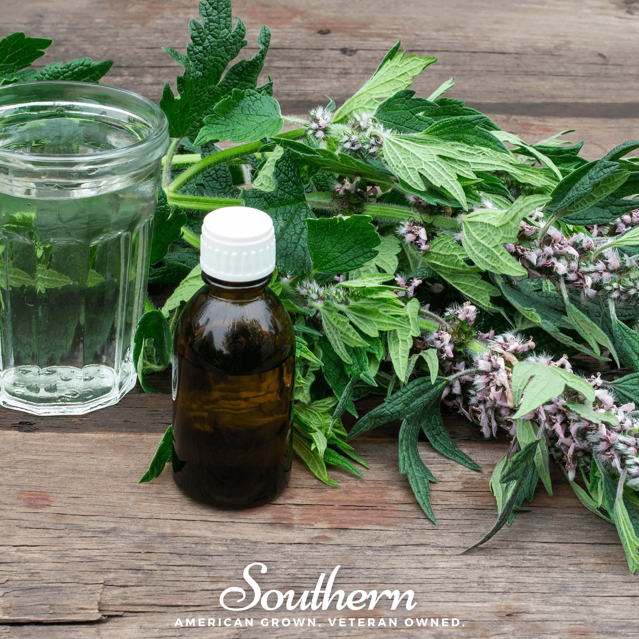Motherwort (Leonurus Cardiaca) - 50 Seeds | Seed Therapy – Heirloom Garden Seeds