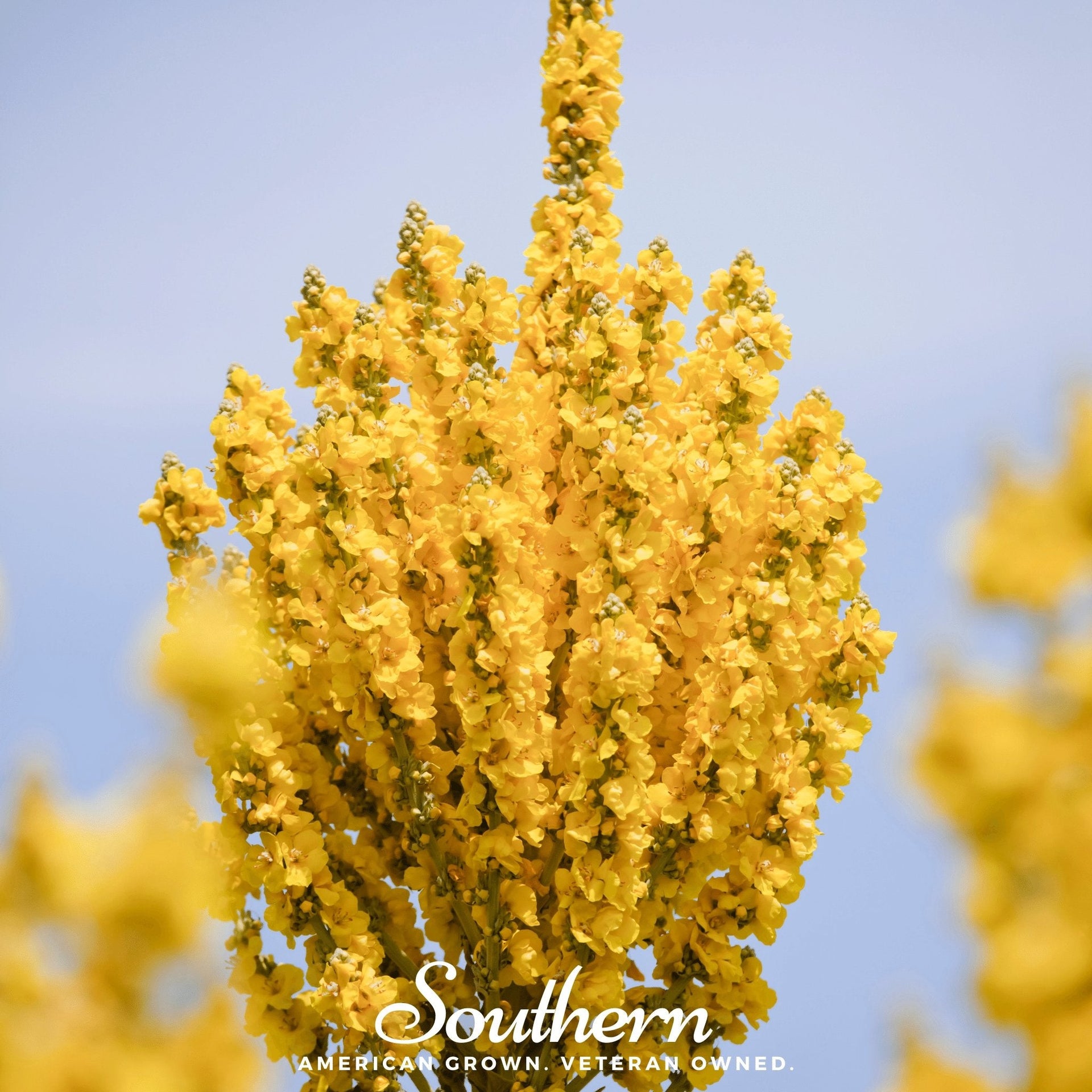 Greek Mullein – 100 Seeds