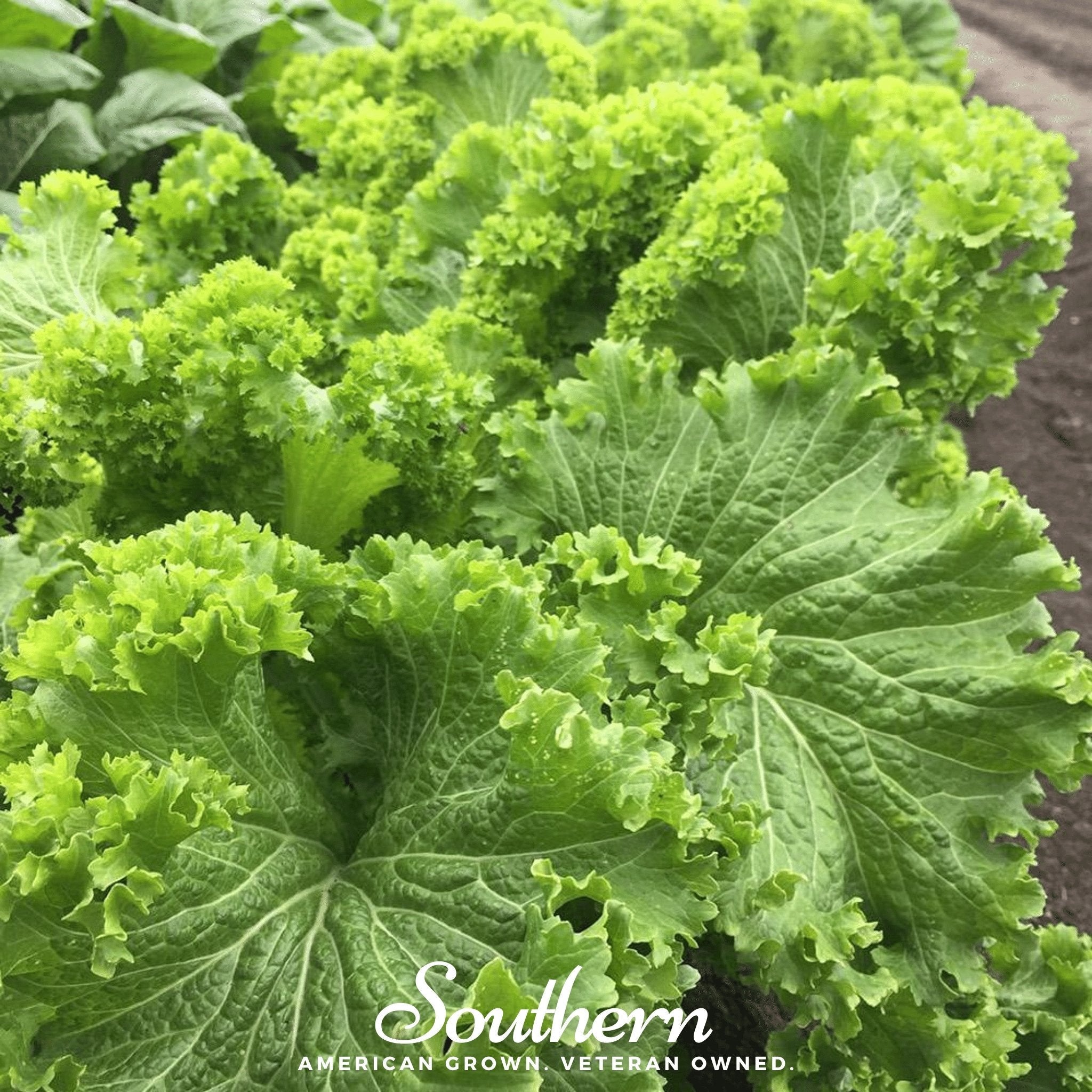 Mustard, Southern Giant (Brassica juncea) - 250 Seeds | Seed Therapy – Heirloom Garden Seeds