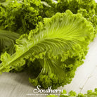 Mustard, Southern Giant (Brassica juncea) - 250 Seeds | Seed Therapy – Heirloom Garden Seeds