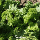 Mustard, Southern Giant (Brassica juncea) - 250 Seeds | Seed Therapy – Heirloom Garden Seeds