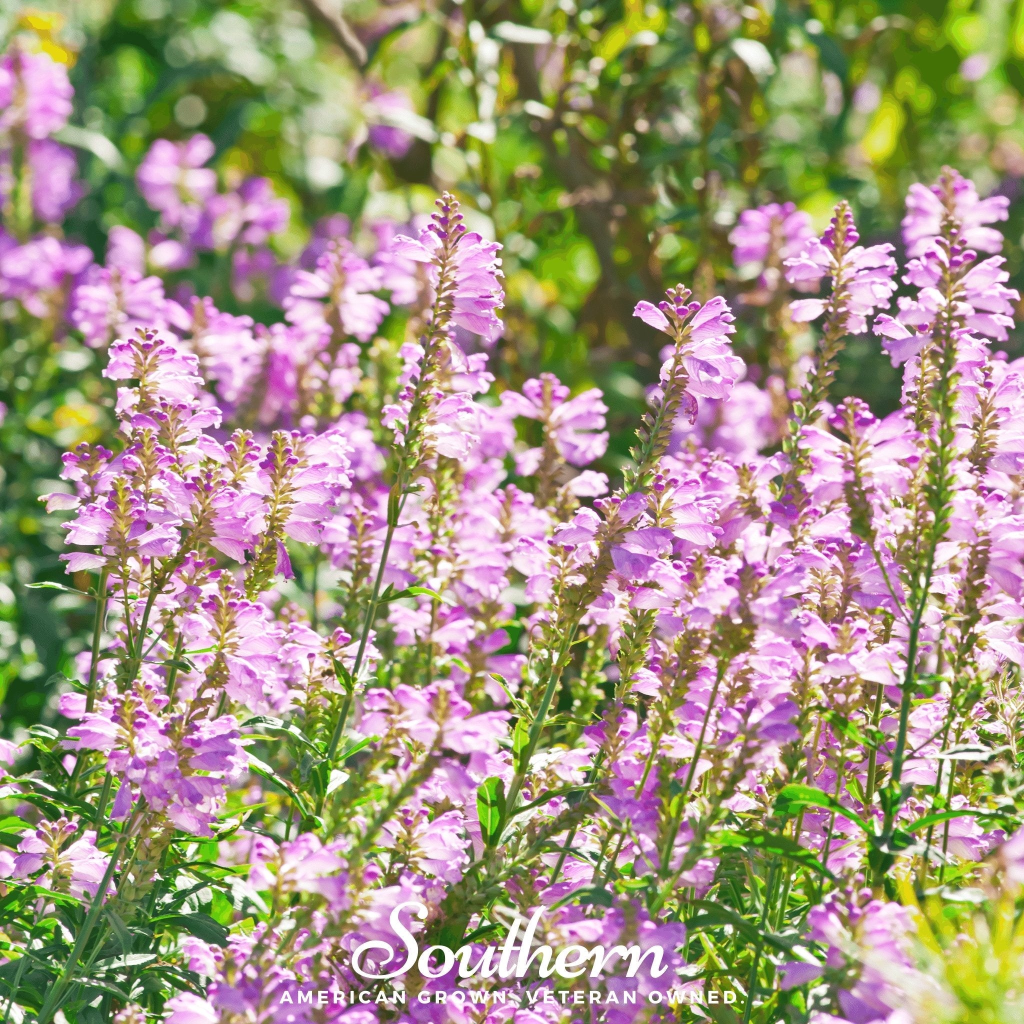 Obedient Plant (Physostegia virginiana) - 25 seeds | Seed Therapy – Heirloom Garden Seeds