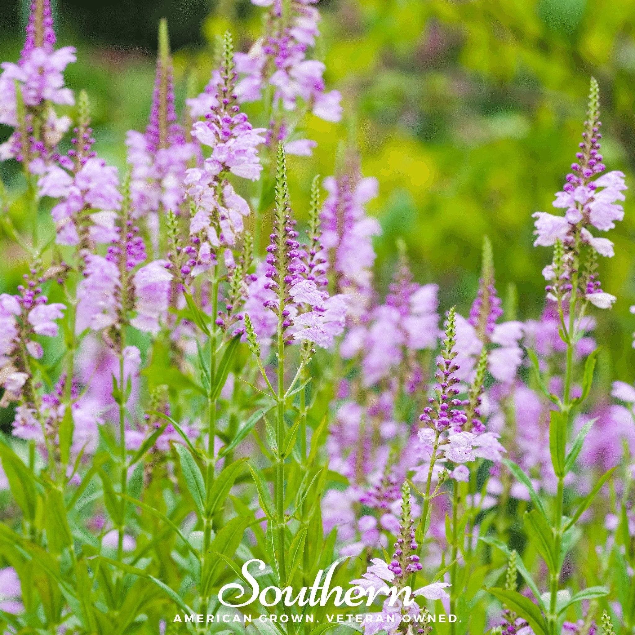 Obedient Plant (Physostegia virginiana) - 25 seeds | Seed Therapy – Heirloom Garden Seeds
