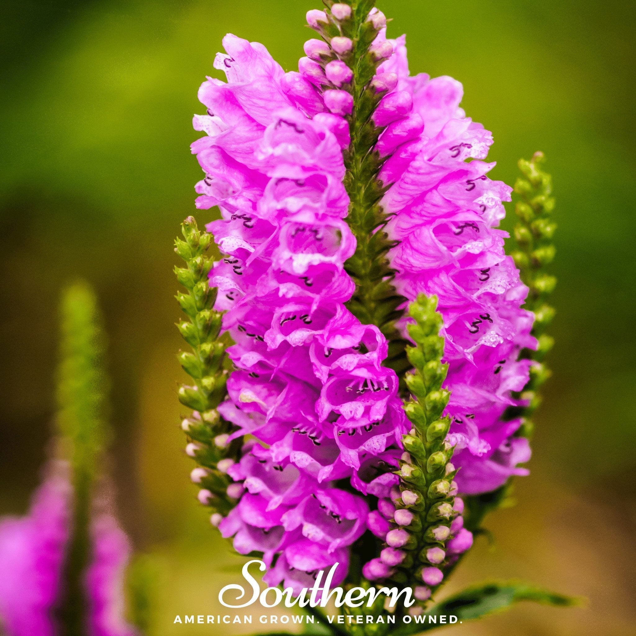 Obedient Plant (Physostegia virginiana) - 25 seeds | Seed Therapy – Heirloom Garden Seeds