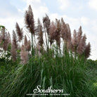 Pampas Grass, Pink (Cortaderia selloana) - 100 Seeds | Seed Therapy – Heirloom Garden Seeds