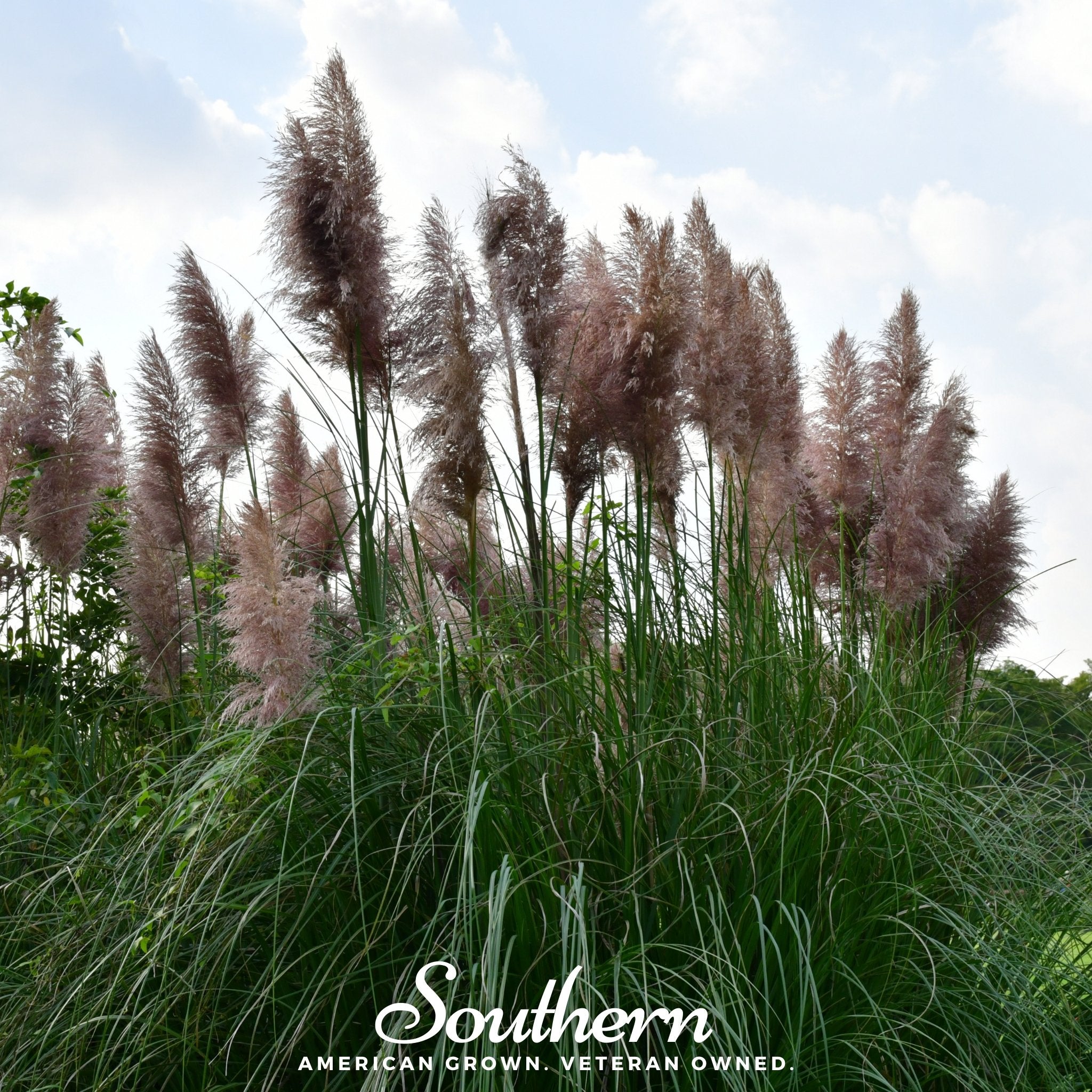 Pampas Grass, Pink (Cortaderia selloana) - 100 Seeds | Seed Therapy – Heirloom Garden Seeds