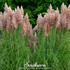 Pampas Grass, Pink (Cortaderia selloana) - 100 Seeds | Seed Therapy – Heirloom Garden Seeds