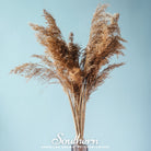 Pampas Grass, Pink (Cortaderia selloana) - 100 Seeds | Seed Therapy – Heirloom Garden Seeds