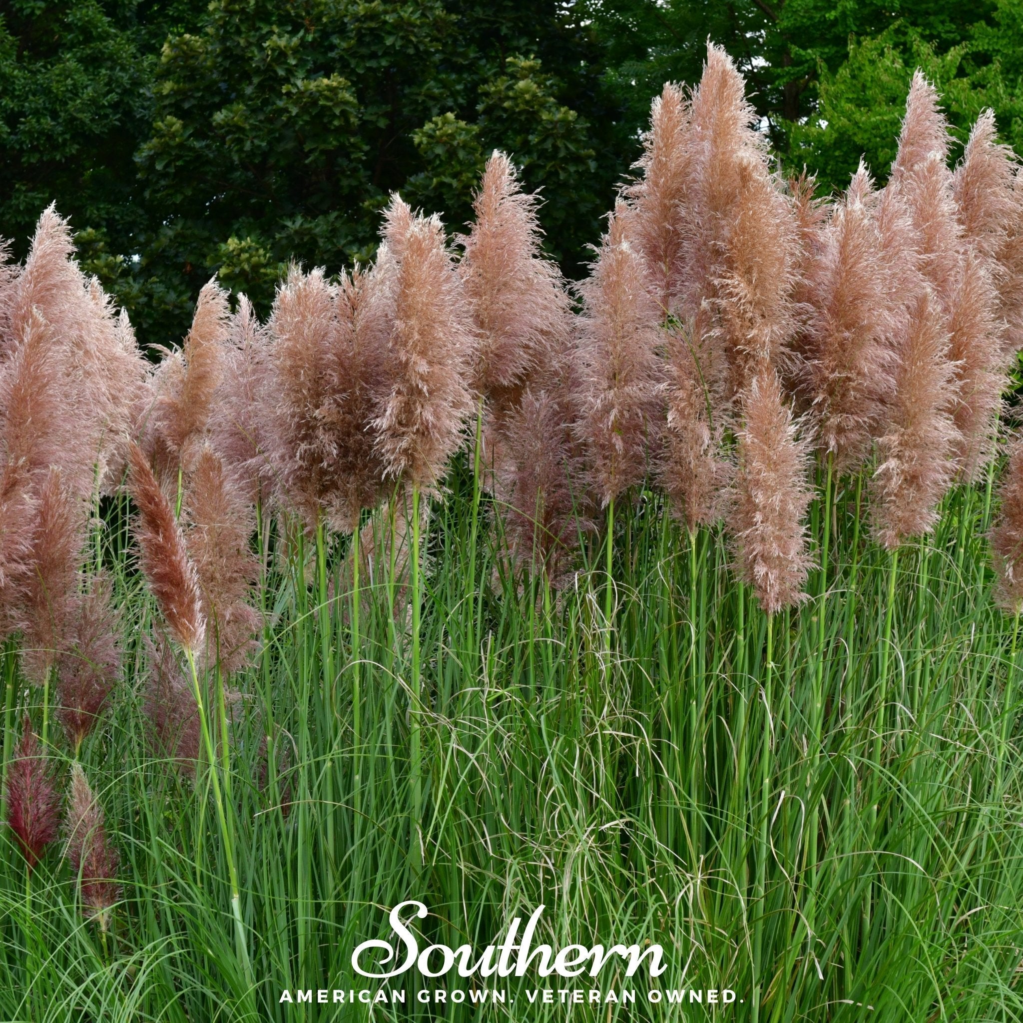 Pampas Grass - Pink - Seeds - 100 Seeds - Buy Non-GMO Cortaderia selloana Farm & Gardening Seeds Online - Bulk Available - High Germination