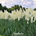 Pampas Grass, White (Cortaderia selloana) - 100 Seeds | Seed Therapy – Heirloom Garden Seeds
