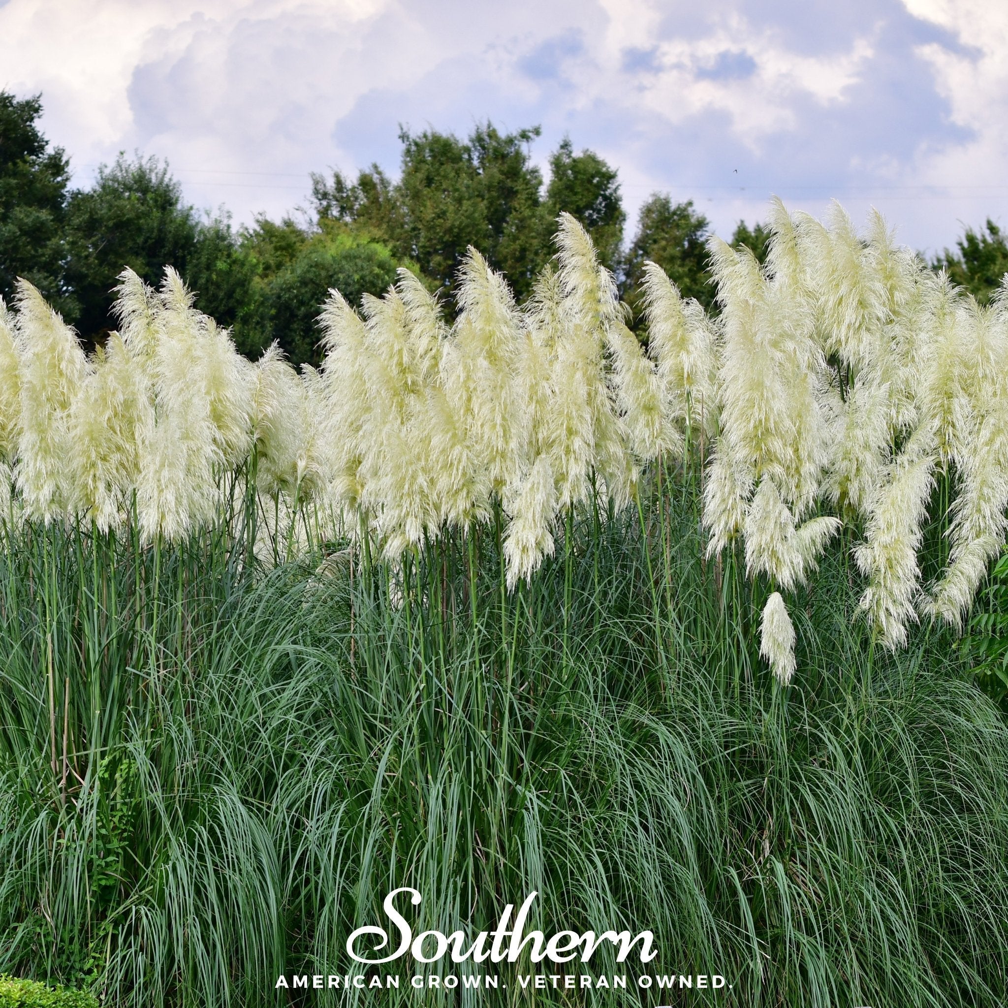 Pampas Grass, White (Cortaderia selloana) - 100 Seeds | Seed Therapy – Heirloom Garden Seeds