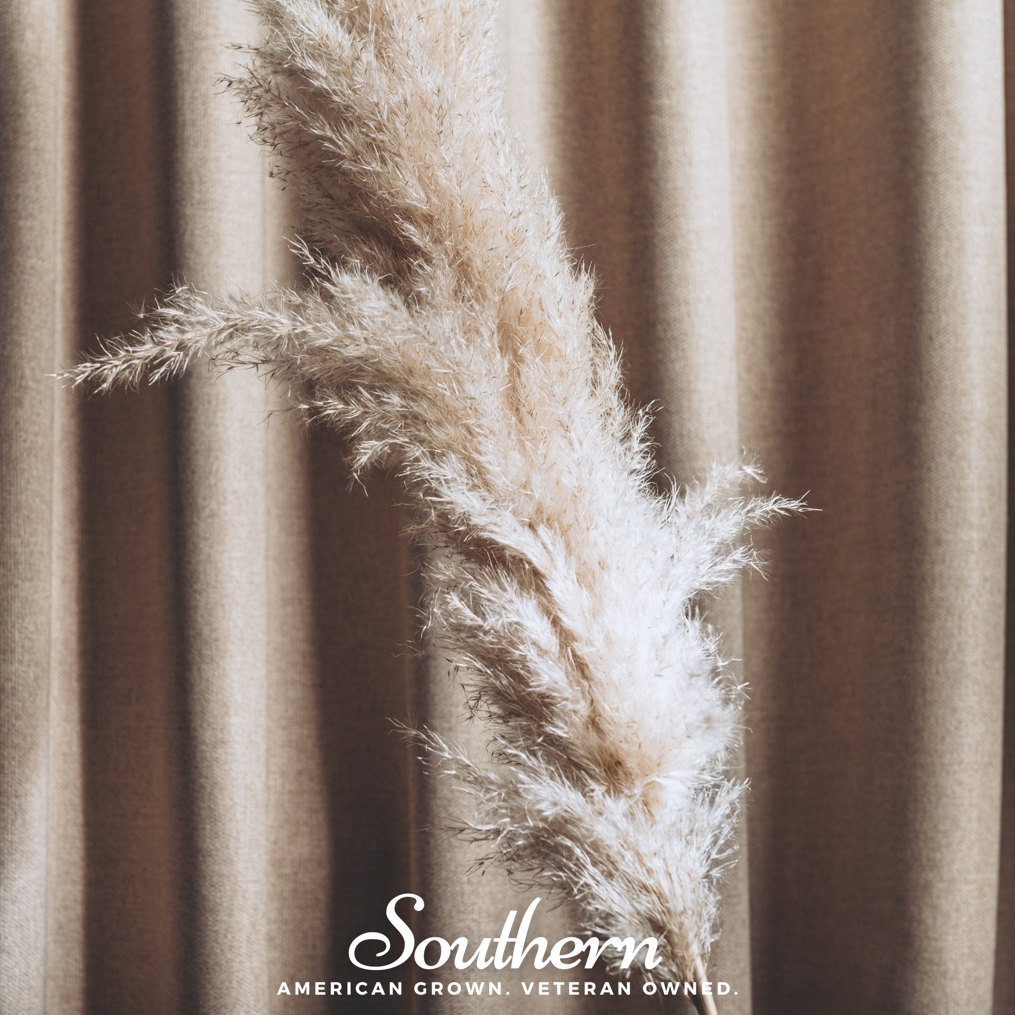 Pampas Grass, White (Cortaderia selloana) - 100 Seeds | Seed Therapy – Heirloom Garden Seeds