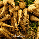 Parsnip, Harris Model (Pastinaca sativa) - 100 Seeds | Seed Therapy – Heirloom Garden Seeds
