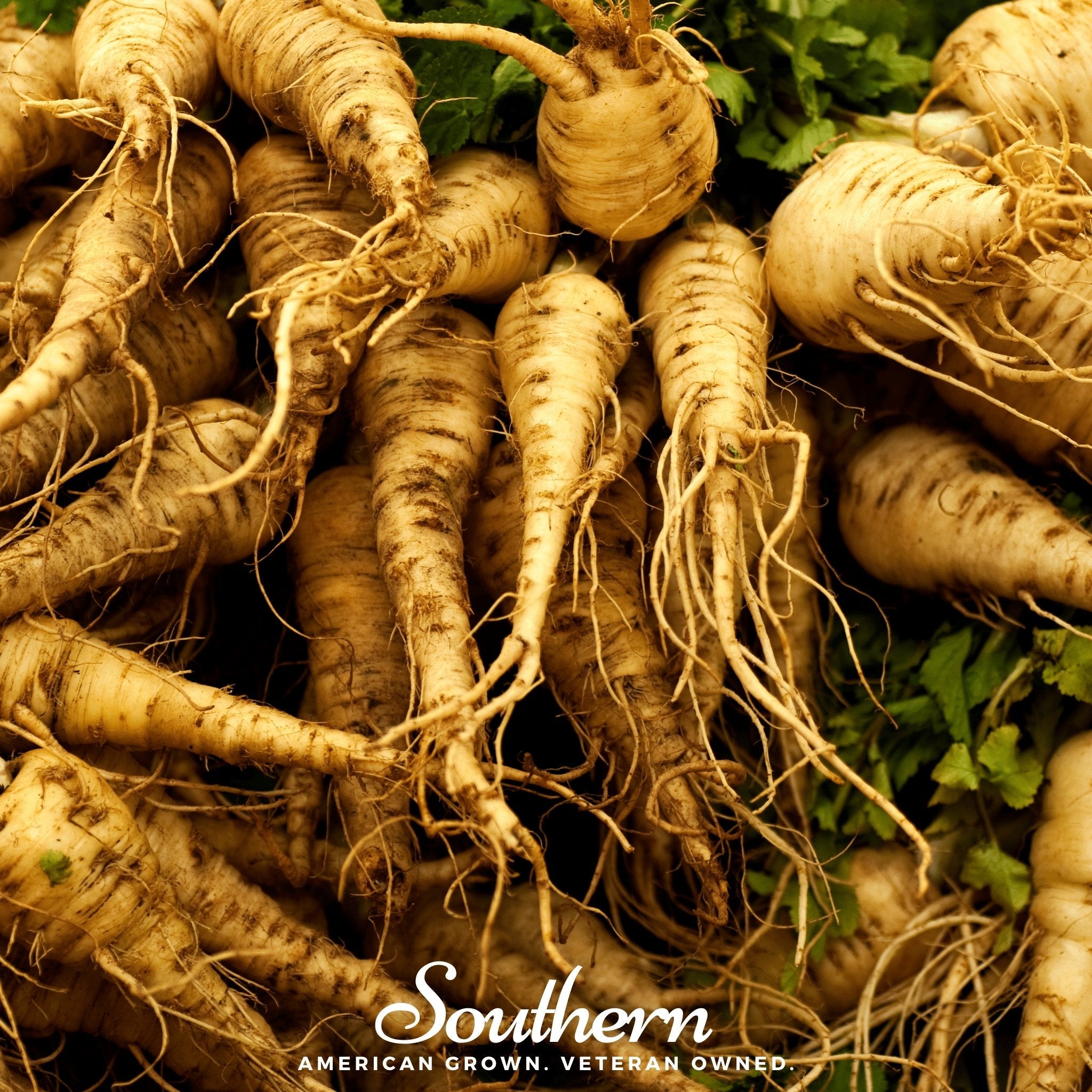Parsnip, Harris Model (Pastinaca sativa) - 100 Seeds | Seed Therapy – Heirloom Garden Seeds